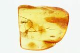 Detailed Fossil Daddy Long-Leg and True Midge in Baltic Amber #270582-1